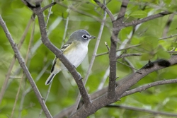 Blue-headed Vireo