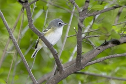 Blue-headed Vireo