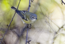 Blue-headed Vireo