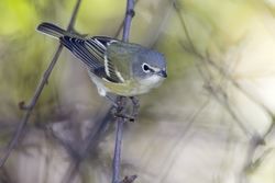 Blue-headed Vireo