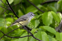 Blue-headed Vireo