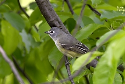 Blue-headed Vireo
