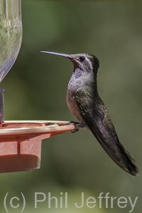 Blue-throated Hummingbird