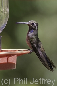 Blue-throated Hummingbird