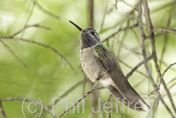 Blue-throated Hummingbird