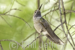 Blue-throated Hummingbird