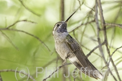 Blue-throated Hummingbird