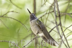 Blue-throated Hummingbird