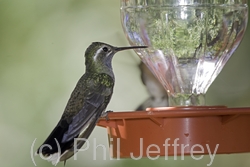 Blue-throated Hummingbird