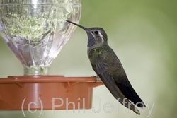 Blue-throated Hummingbird