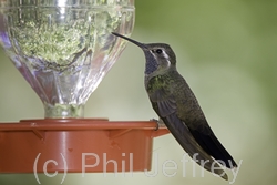 Blue-throated Hummingbird