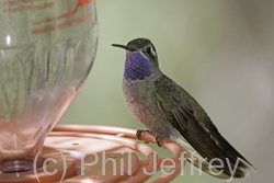 Blue-throated Hummingbird