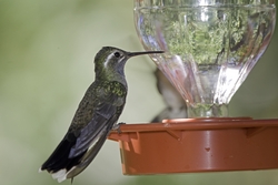 Blue-throated Hummingbird