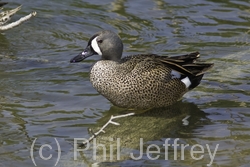 Blue-winged Teal