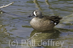 Blue-winged Teal