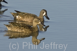 Blue-winged Teal