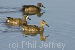 Blue-winged Teal