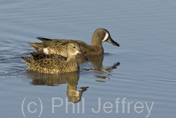 Blue-winged Teal