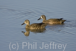 Blue-winged Teal