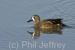 Blue-winged Teal