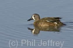 Blue-winged Teal