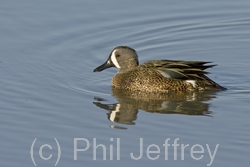 Blue-winged Teal