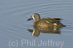 Blue-winged Teal