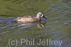 Blue-winged Teal