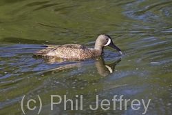 Blue-winged Teal