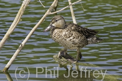 Blue-winged Teal