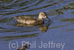 Blue-winged Teal