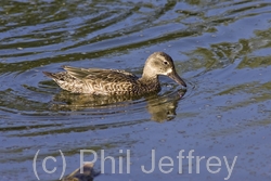 Blue-winged Teal