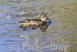 Blue-winged Teal