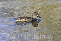 Blue-winged Teal