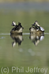Blue-winged Teal