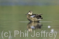 Blue-winged Teal