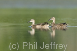 Blue-winged Teal