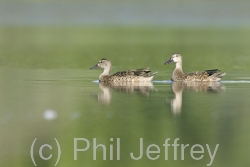 Blue-winged Teal