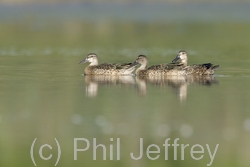 Blue-winged Teal