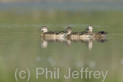 Blue-winged Teal