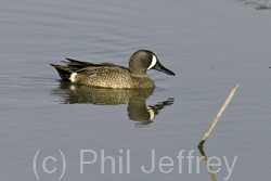 Blue-winged Teal