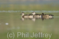 Blue-winged Teal