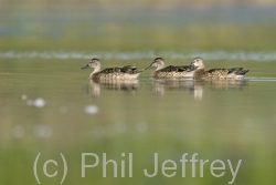 Blue-winged Teal