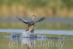 Blue-winged Teal