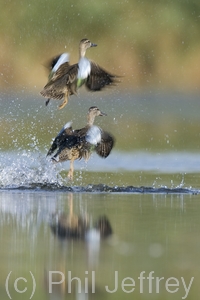 Blue-winged Teal