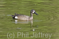 Blue-winged Teal