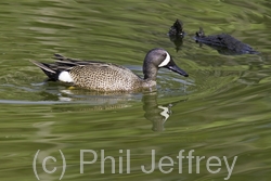 Blue-winged Teal