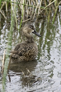 Blue-winged Teal