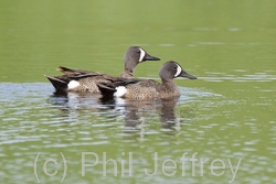 Blue-winged Teal