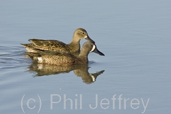 Blue-winged Teal